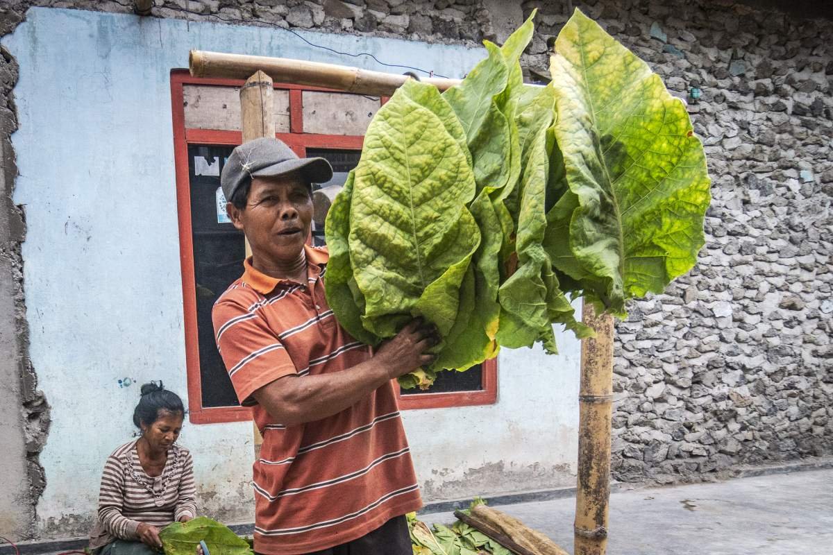 petani dan daun tembakau boyolali