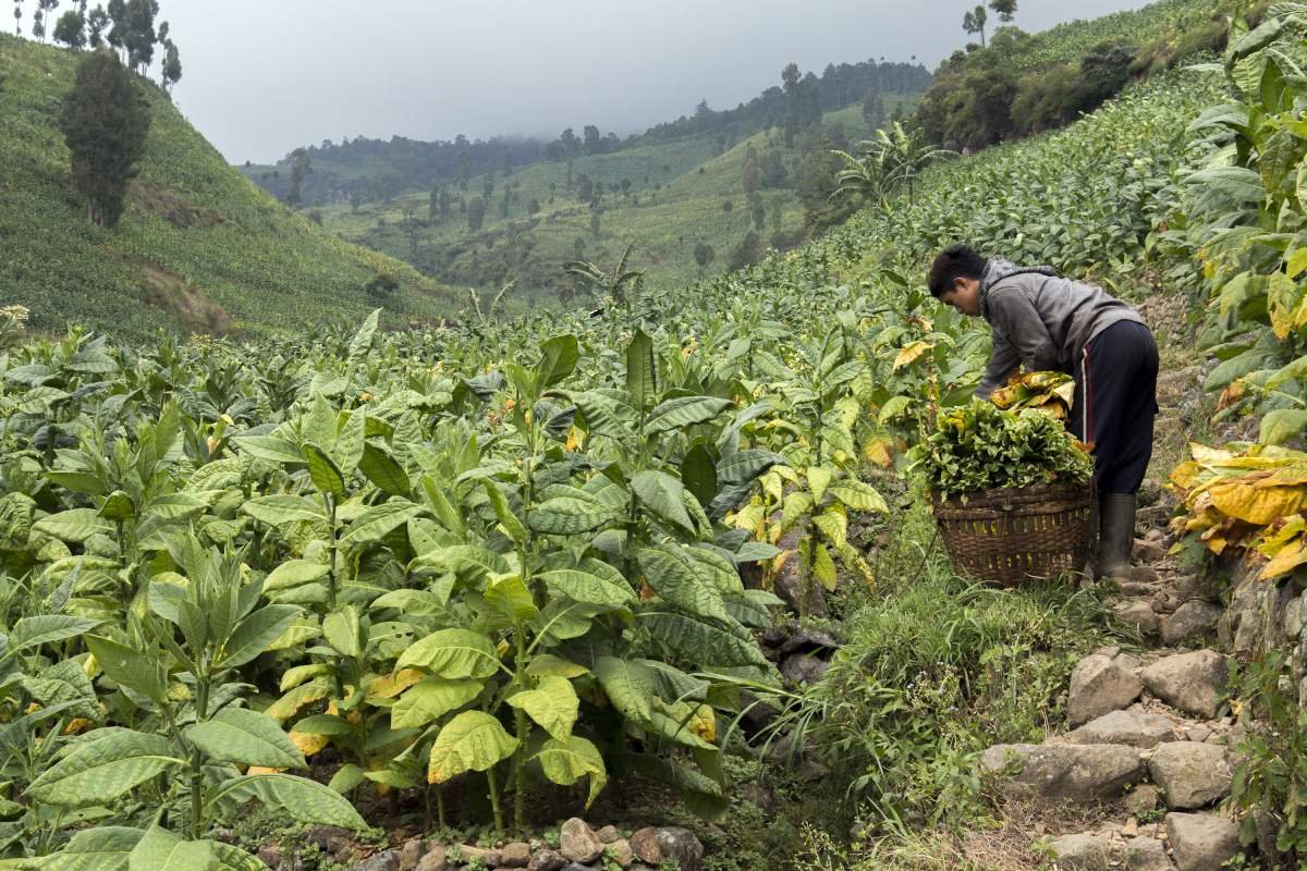Petani di lereng Sumbing