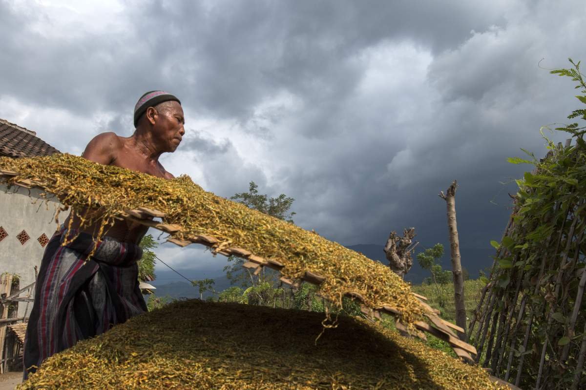Petani di Probolinggo membalik rigen jemuran tembakau
