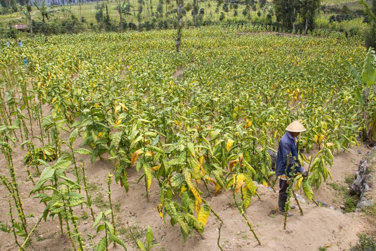 Petani lereng Sindoro