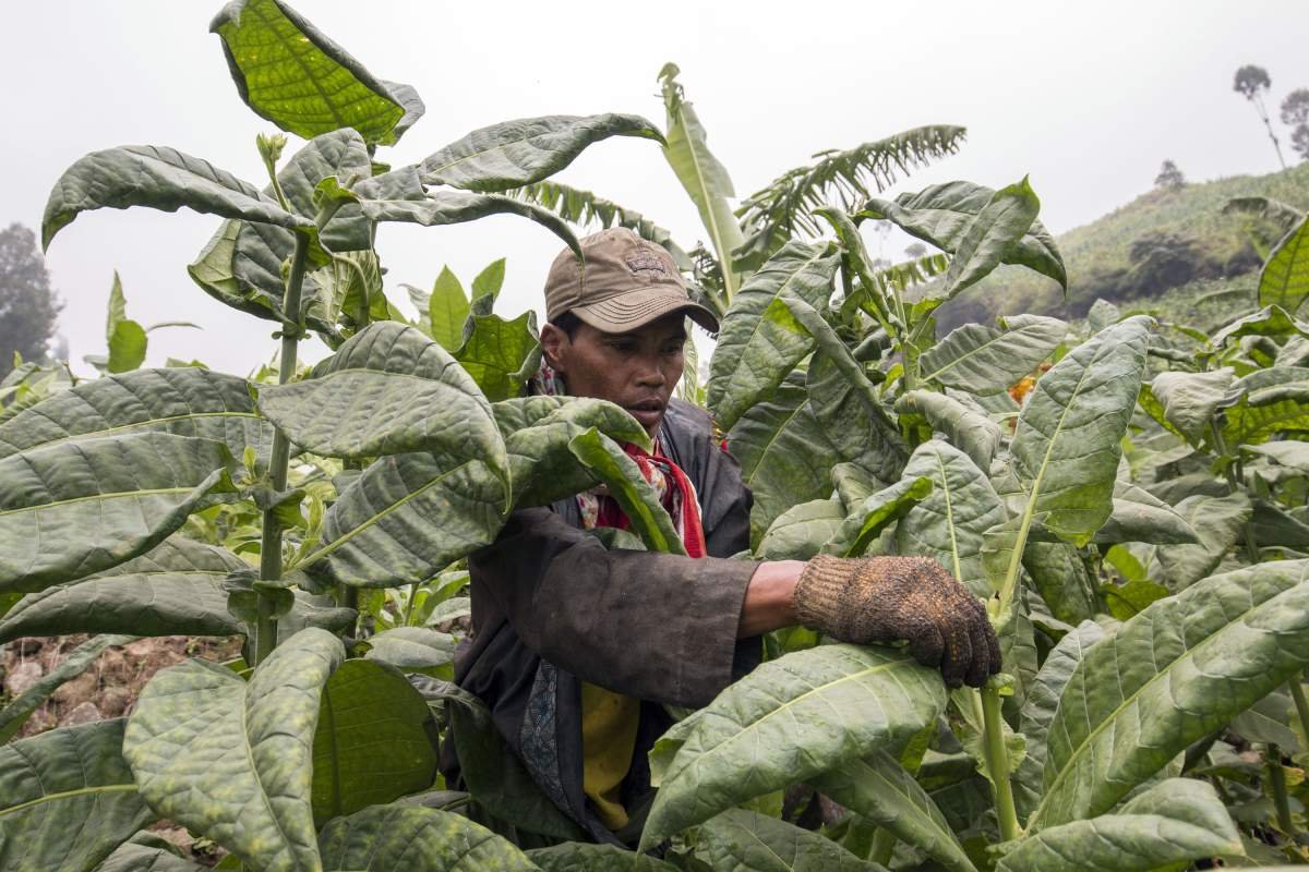 Petani Lereng Sindoro memetik daun tembakau