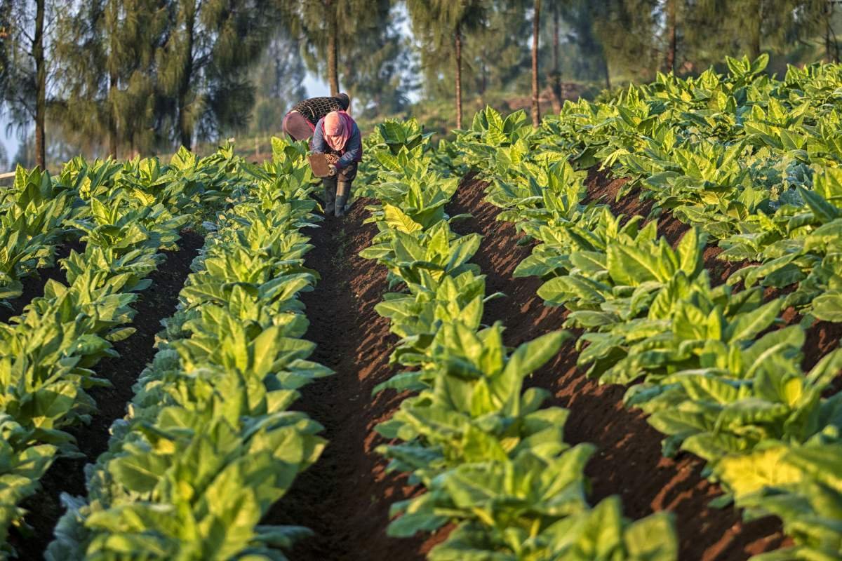 Petani membersihkan Hama Pengganggu di Lahan Tembakau Lereng Sumbing