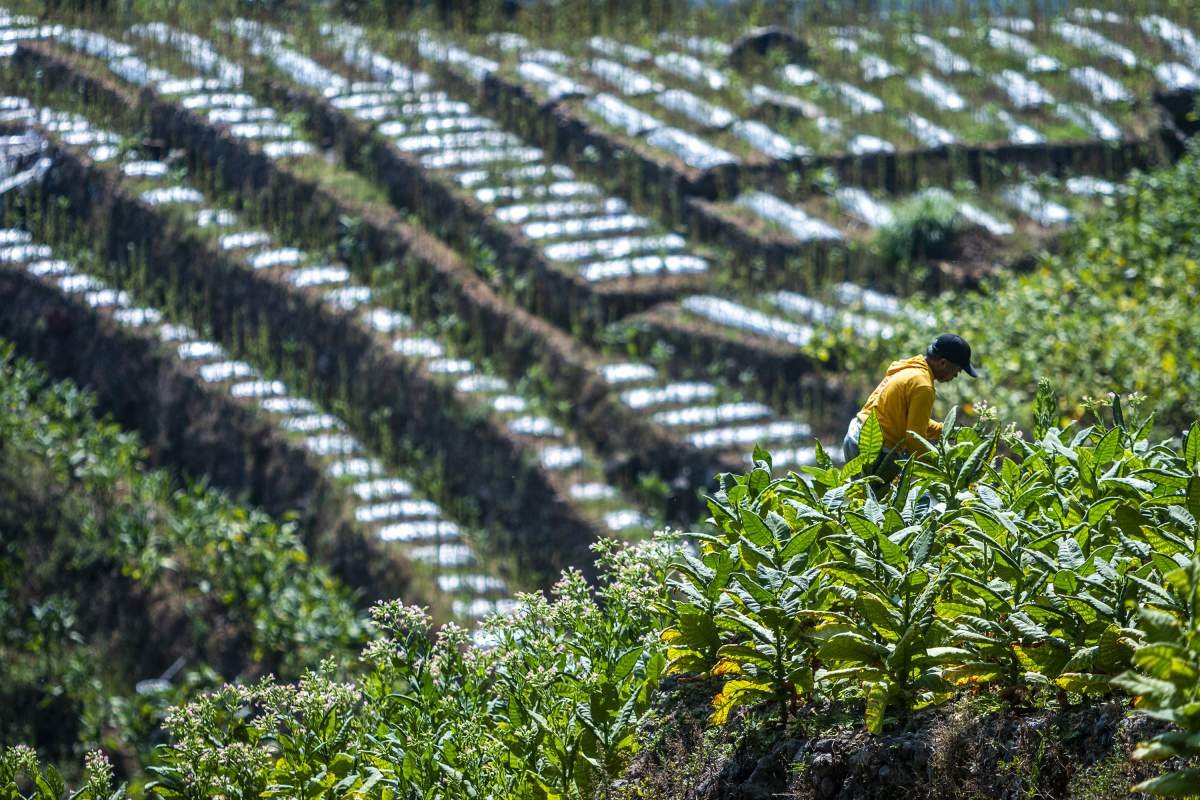 Petani memetik Tembakau Di lereng Sumbing
