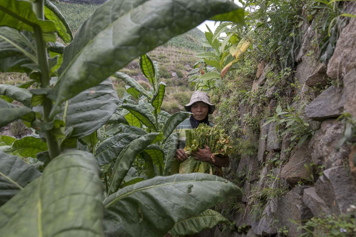 Petani memetik tembakau di tebing Sumbing