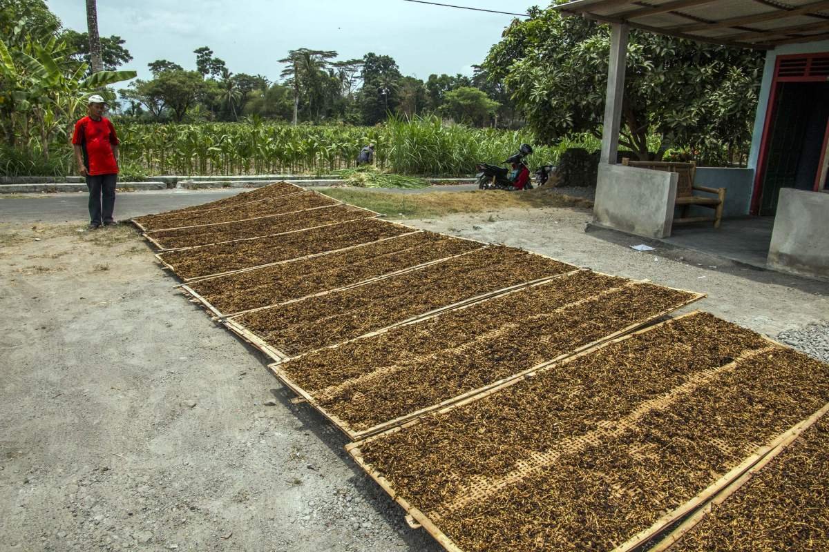 Petani mengawasi jemuran tembakaunya di halaman rumah