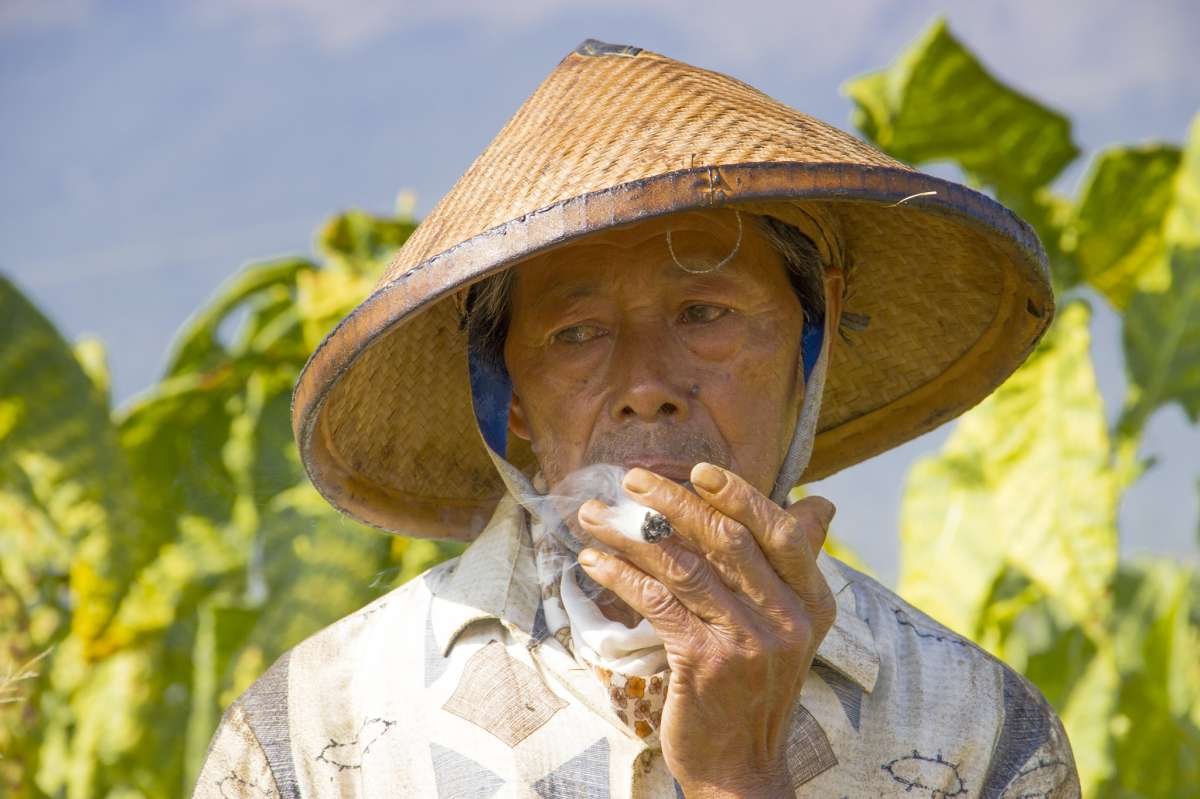 Petani Menikmati Tingwe
