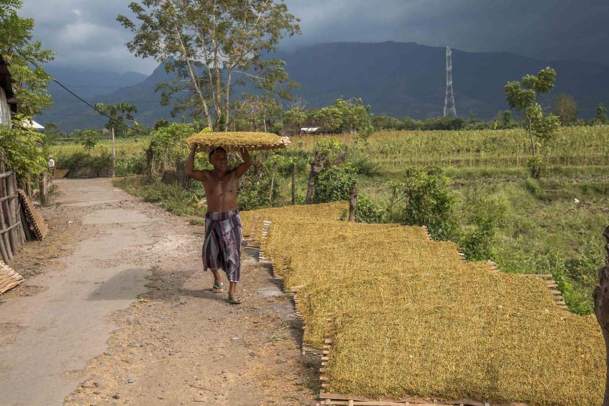 Petani menjemur Tembakau di Probolinggo