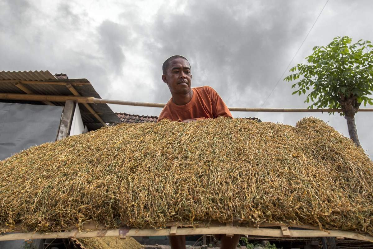 Petani menjemur tembakau Paiton