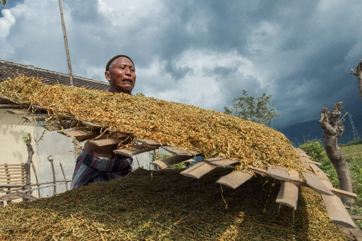 Petani menjemur Tembakau Paiton di Probolinggo