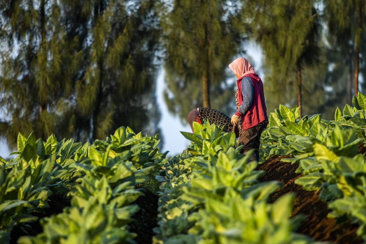 Petani Merawat tanaman Tembakau Di Lereng Gunung Sindoro