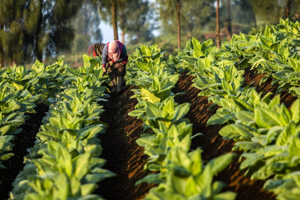 Petani Merawat Tanaman tembakau DI Lereng Sindoro