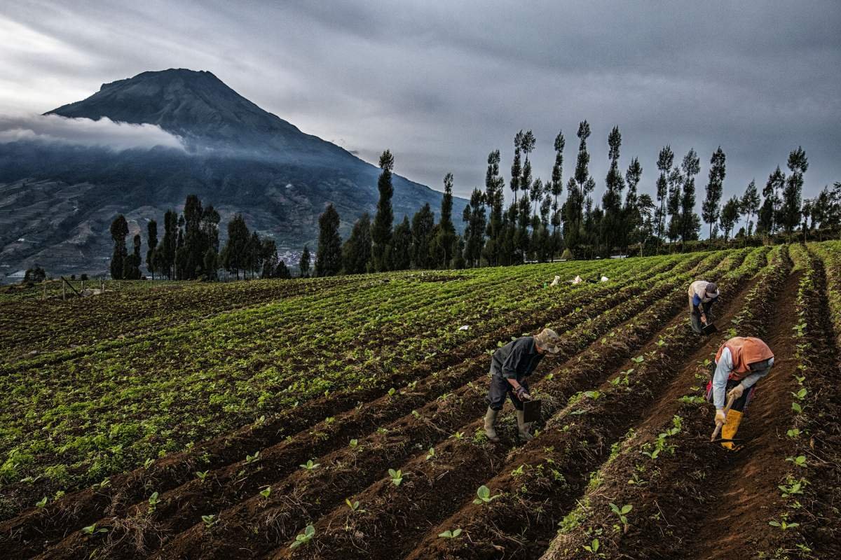 Petani merawat tanaman tembakau di lereng Sindoro, Temanggung