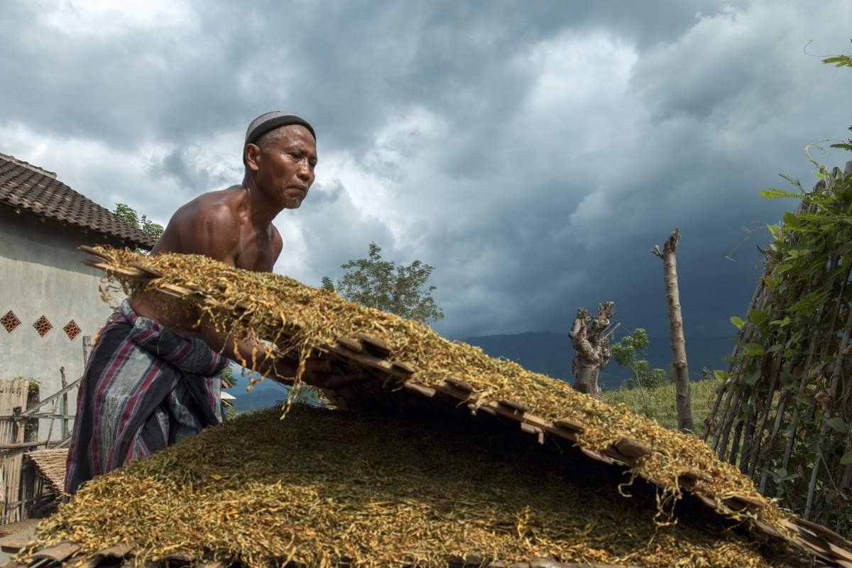 Petani tembakau di Probolinggo menjemur tembakau