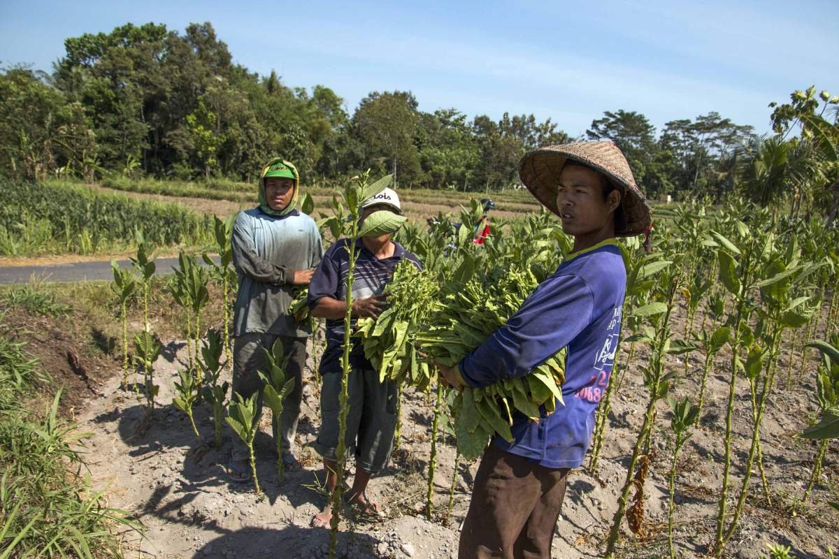 Petani tembakau di Sardonoharjo, Sleman