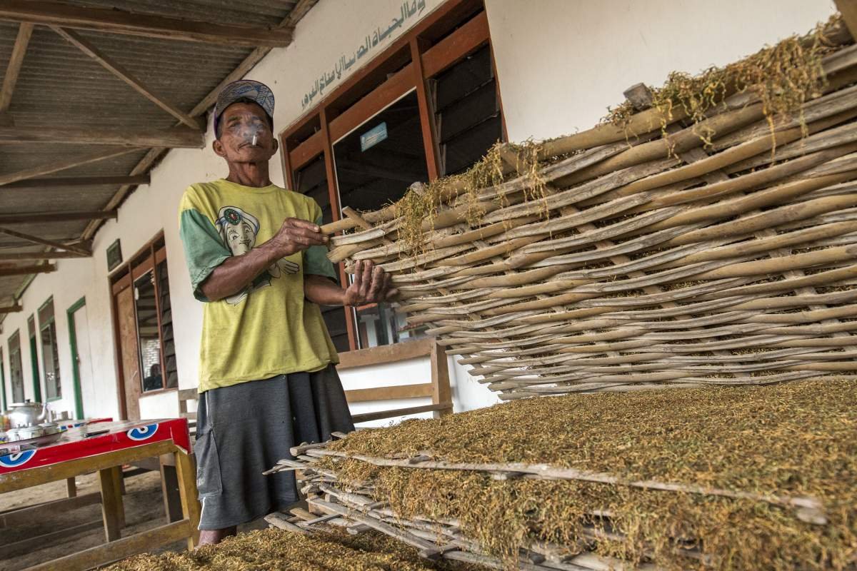 Petani tembakau di Sleman