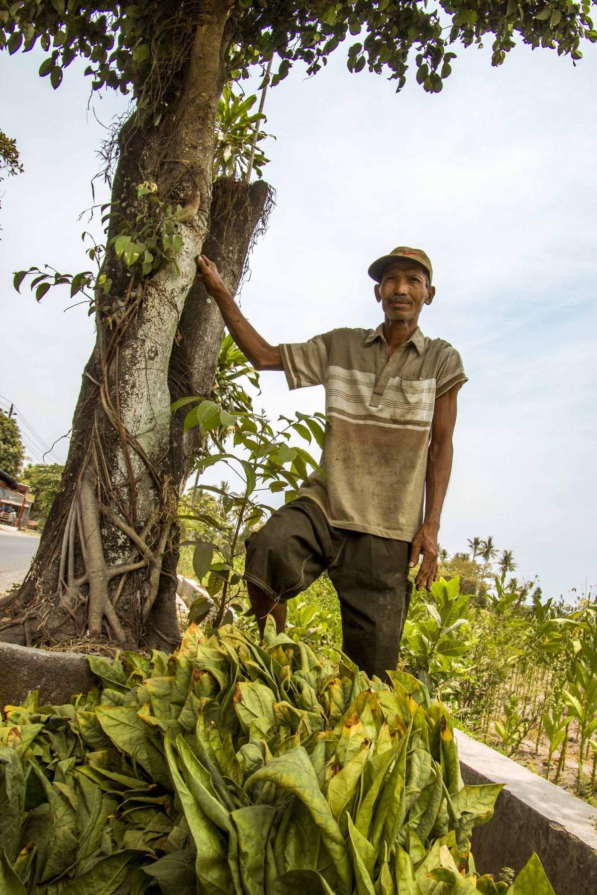 Petani tembakau Klaten