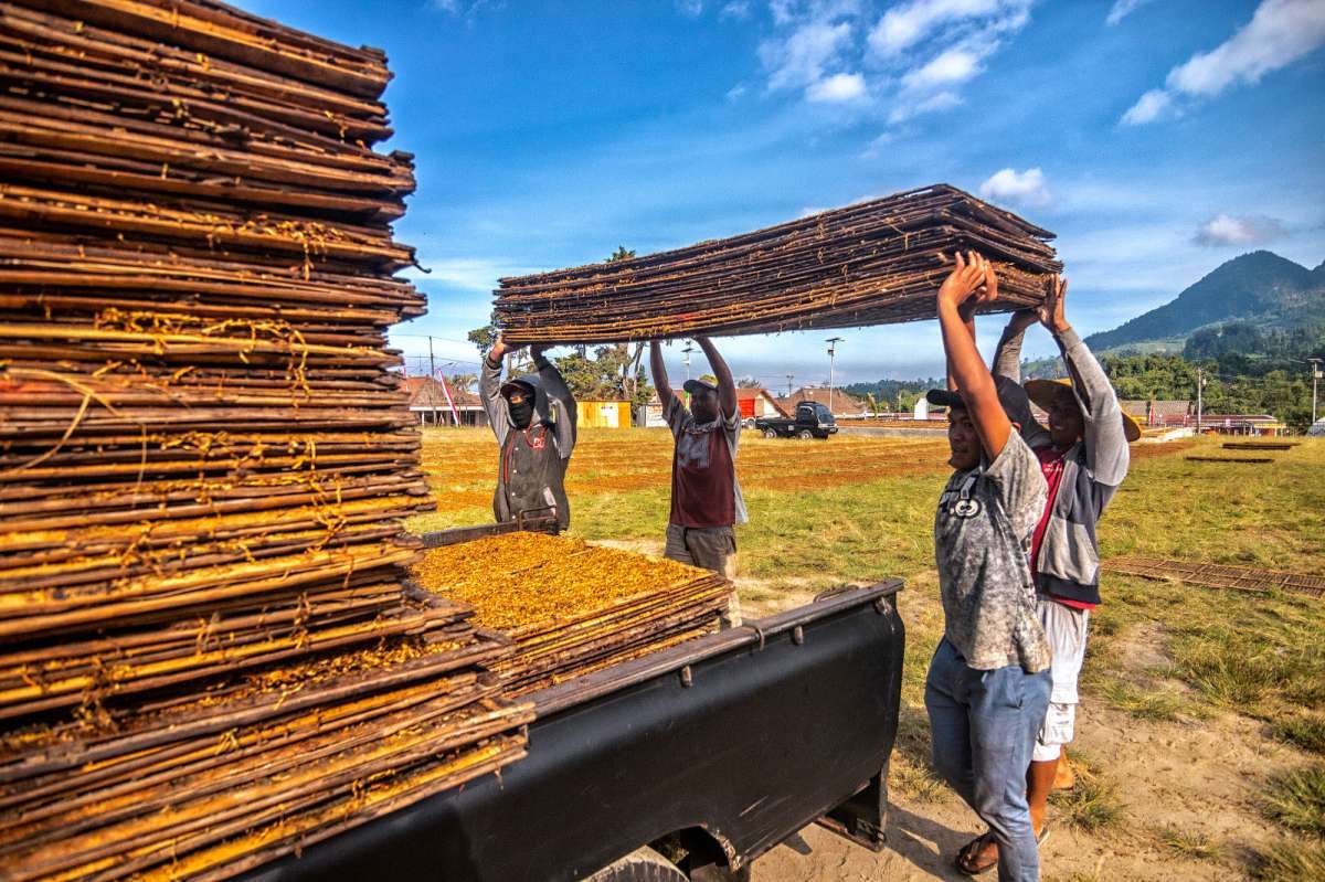 Petani Tembakau Mengangkat Rigen