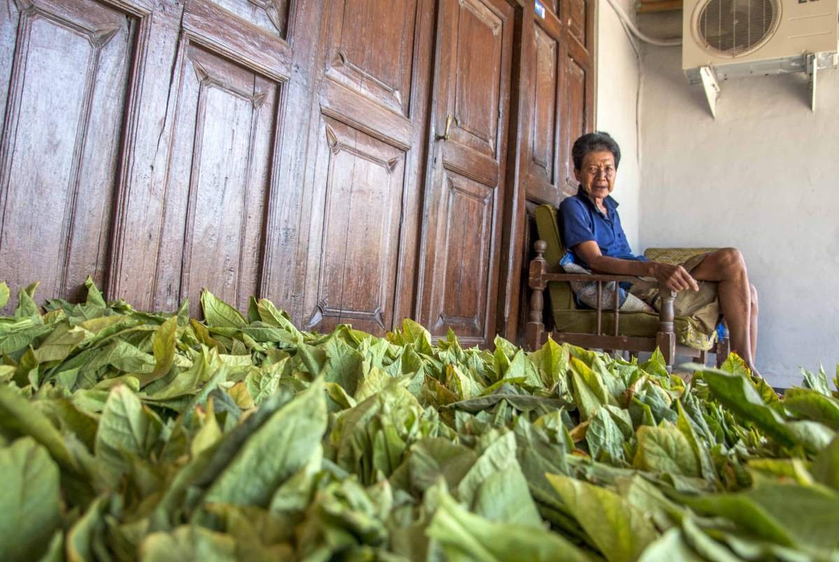 Petani Tembakau Sleman
