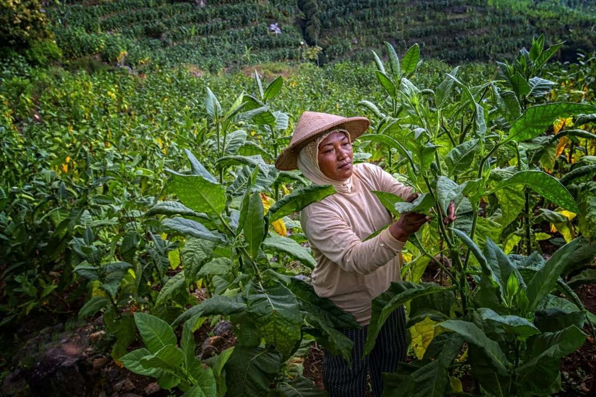 Petani Tembakau Temanggung Panen