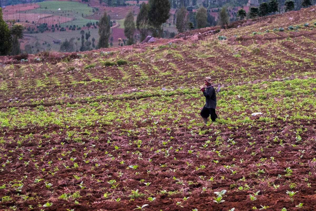 Petani tembakau usai menyiangi rumput di ladang lereng Sindoro