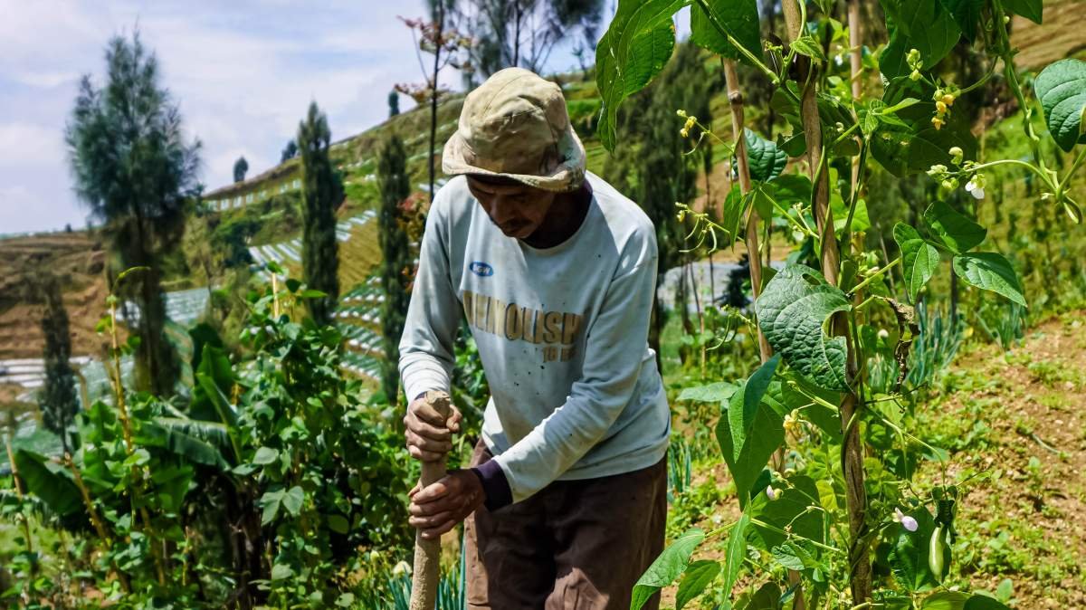 Petani yang akan Melakukan Tanam Tembakau