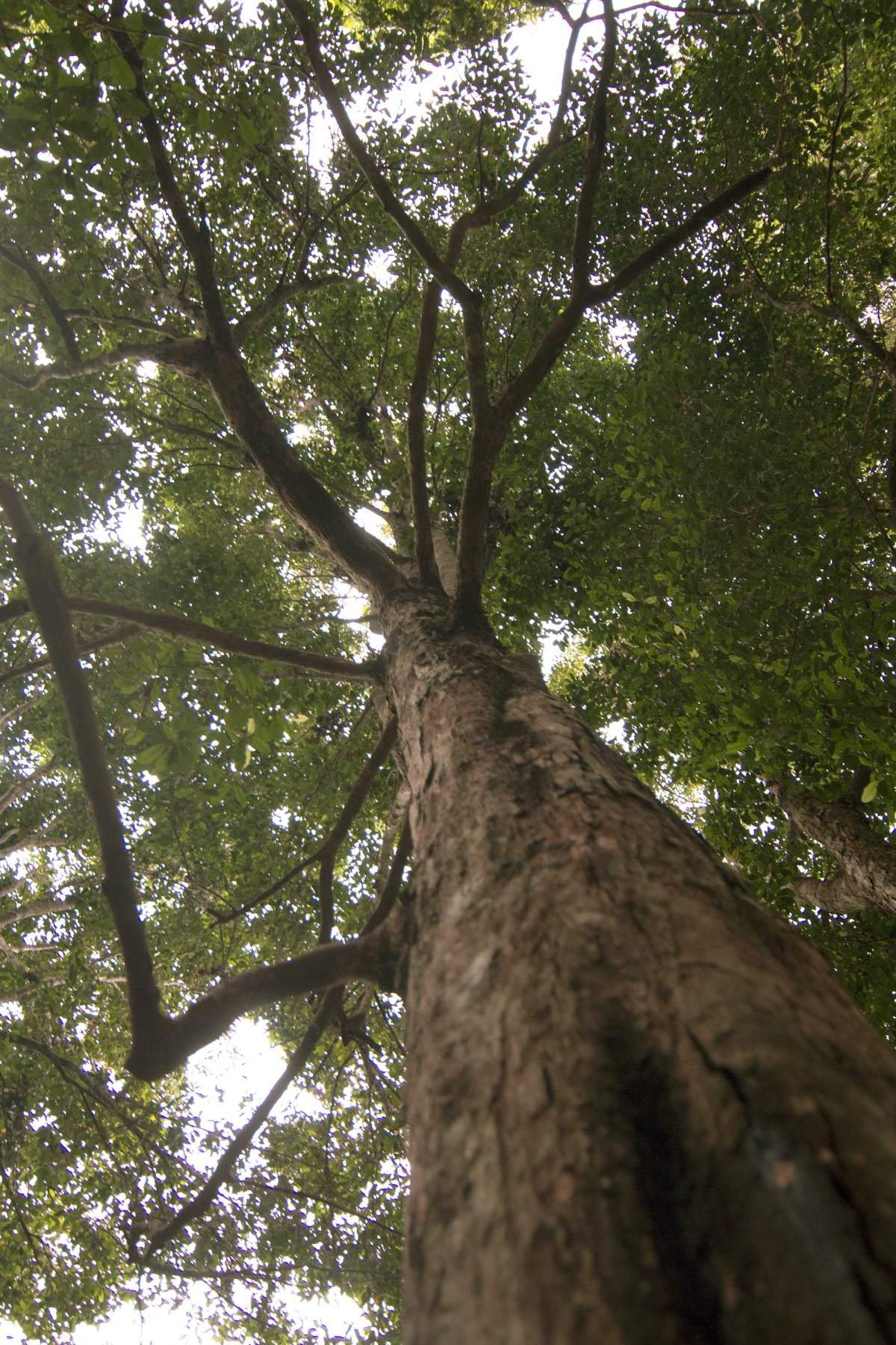 Pohon Cengkeh