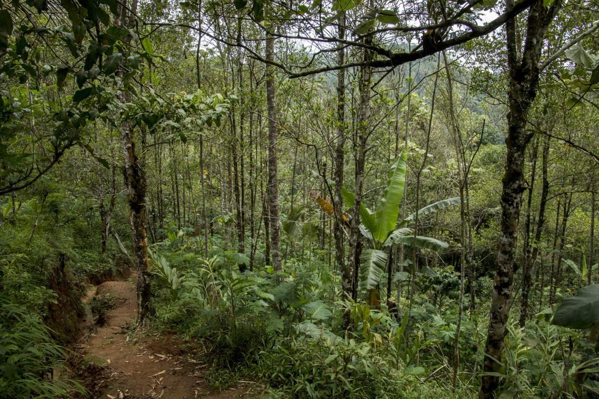 Pohon cengkeh di Perbukitan Menoreh, Kulon Progo
