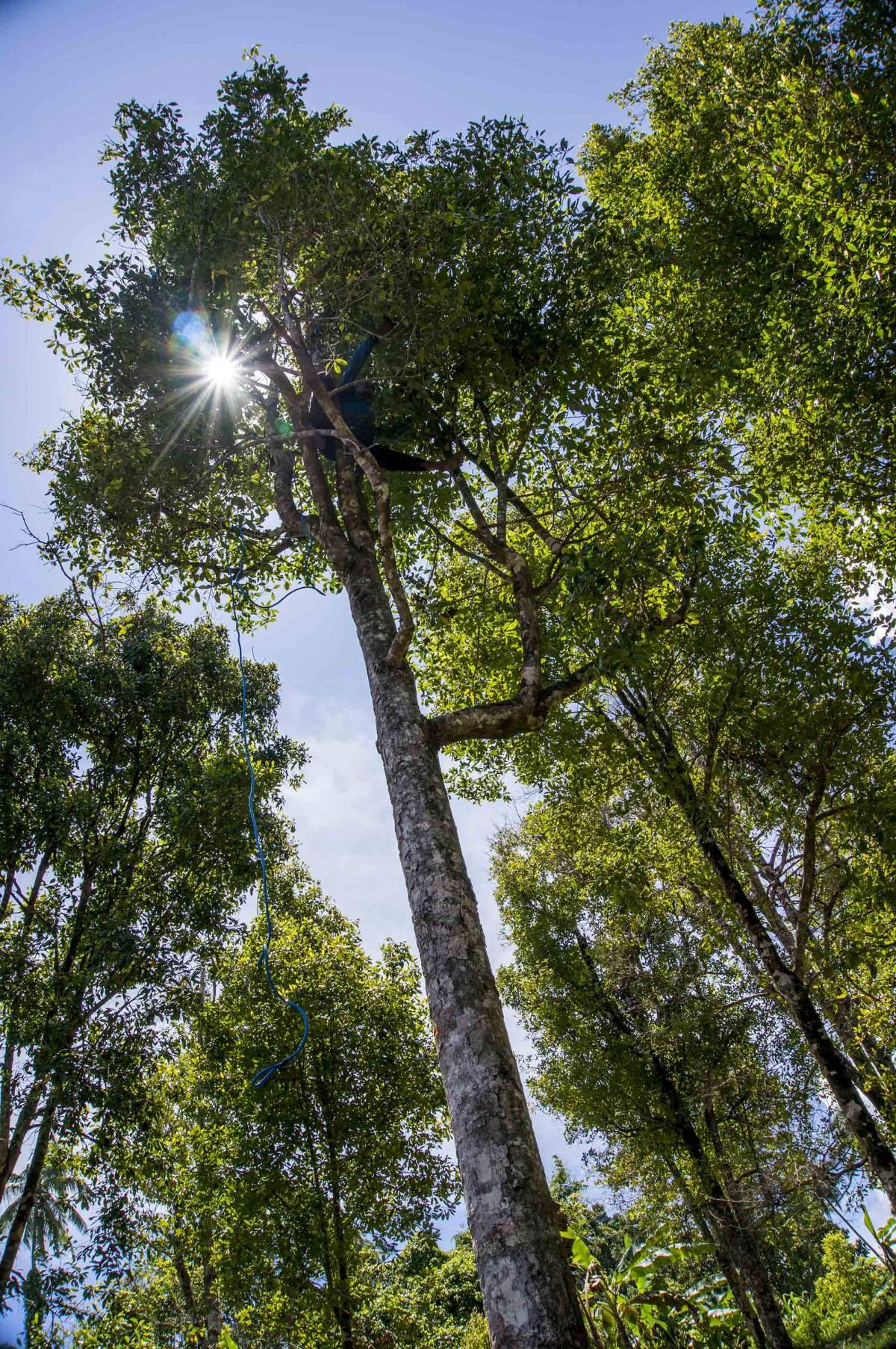 Pohon cengkeh Menjulang di Maluku