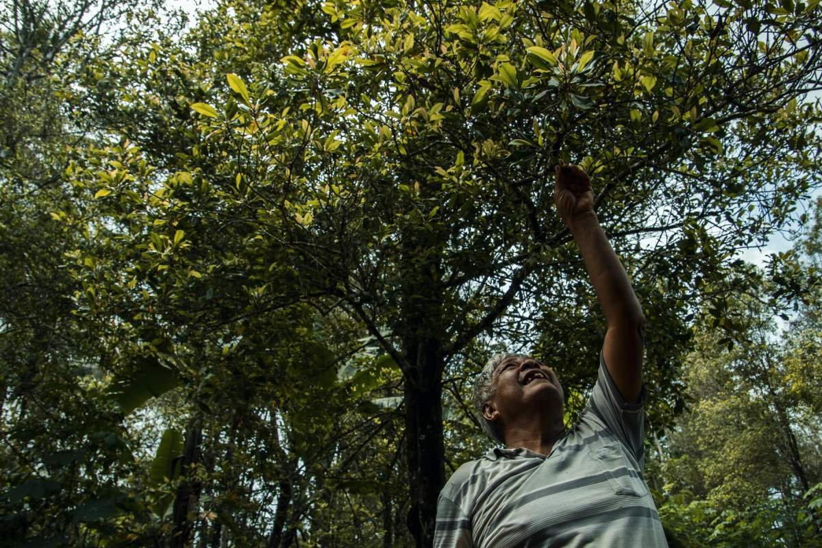 Pohon cengkeh turun temurun di perbukitan Menoreh, Kulon Progo