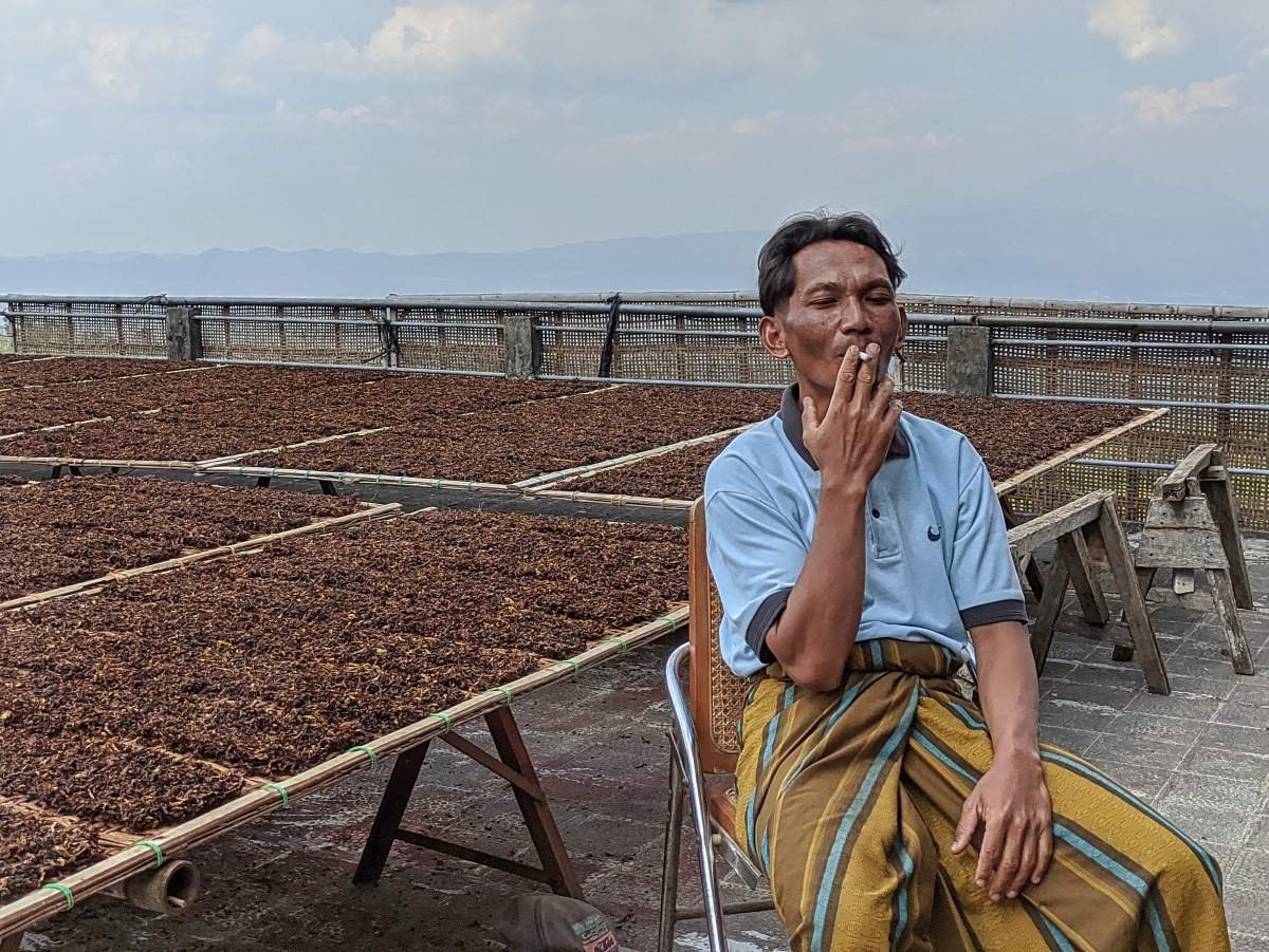 potret Petani tembakau