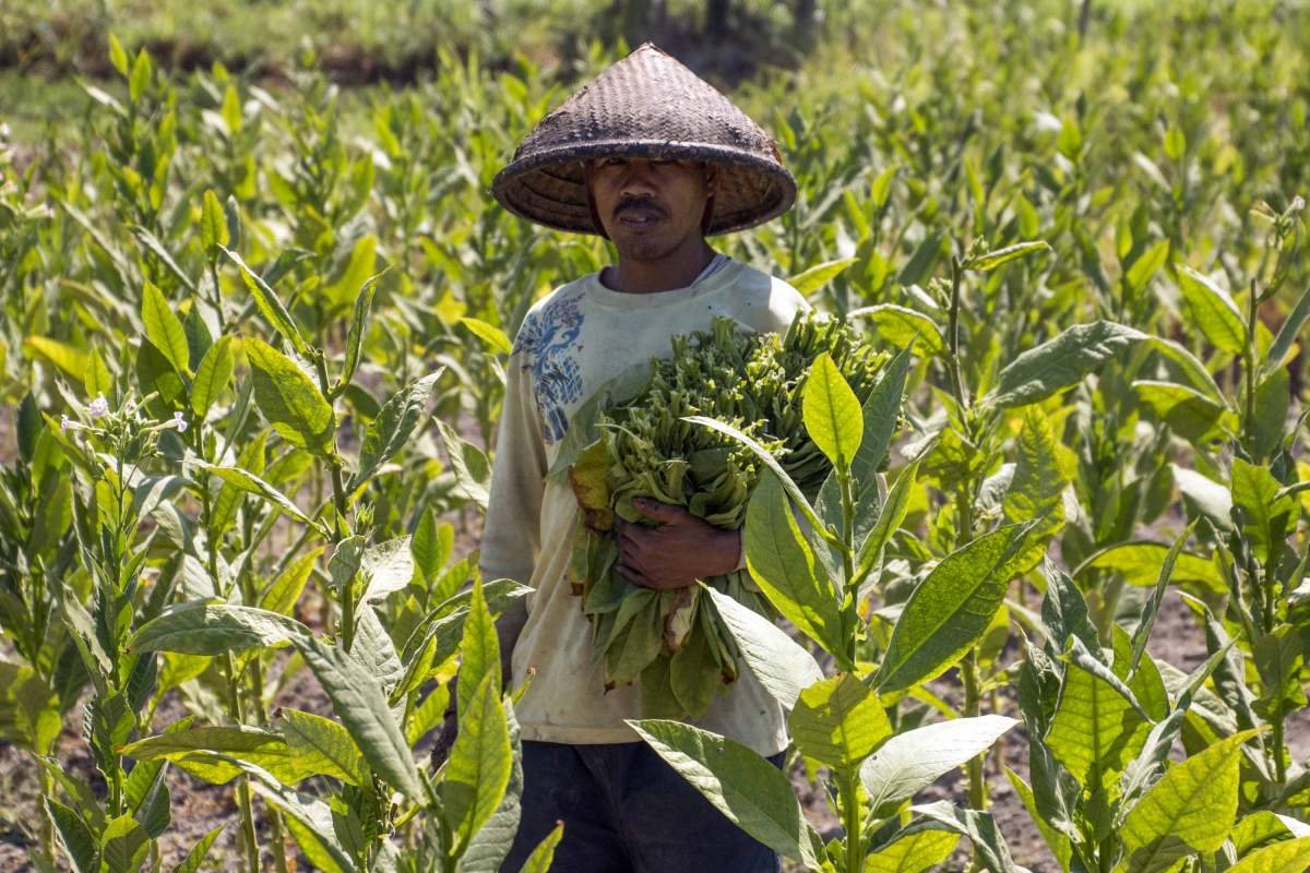 Potret Petani tembakau di Sleman
