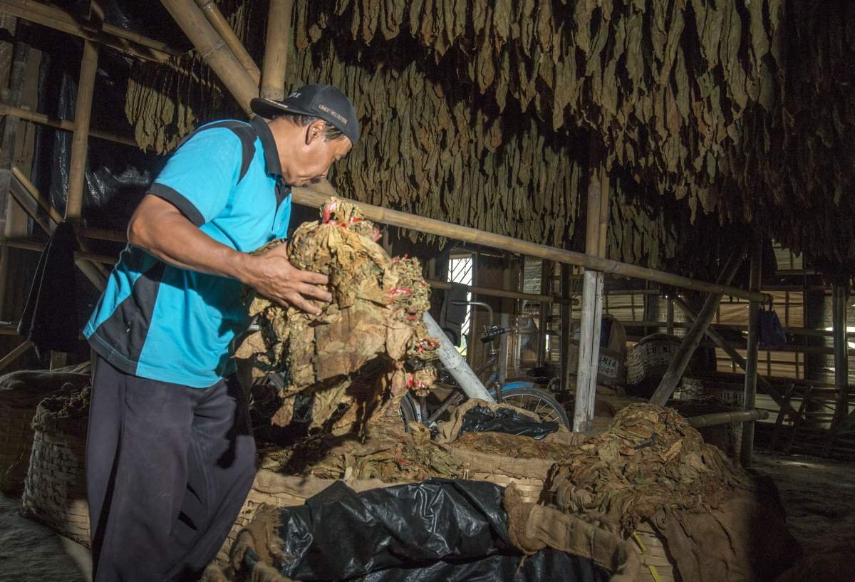 Proses pengeringan tembakau di dalam Los tembakau di wilayah Klaten.