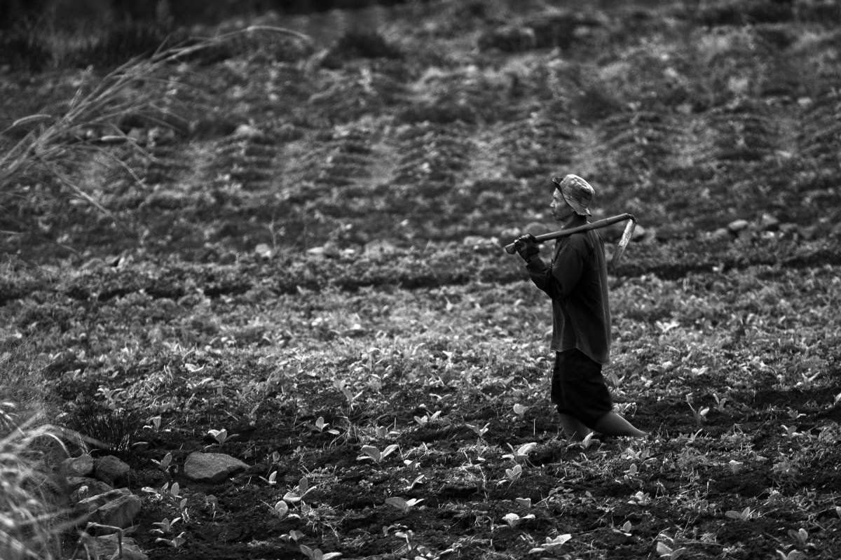 Pulang dari ladang
