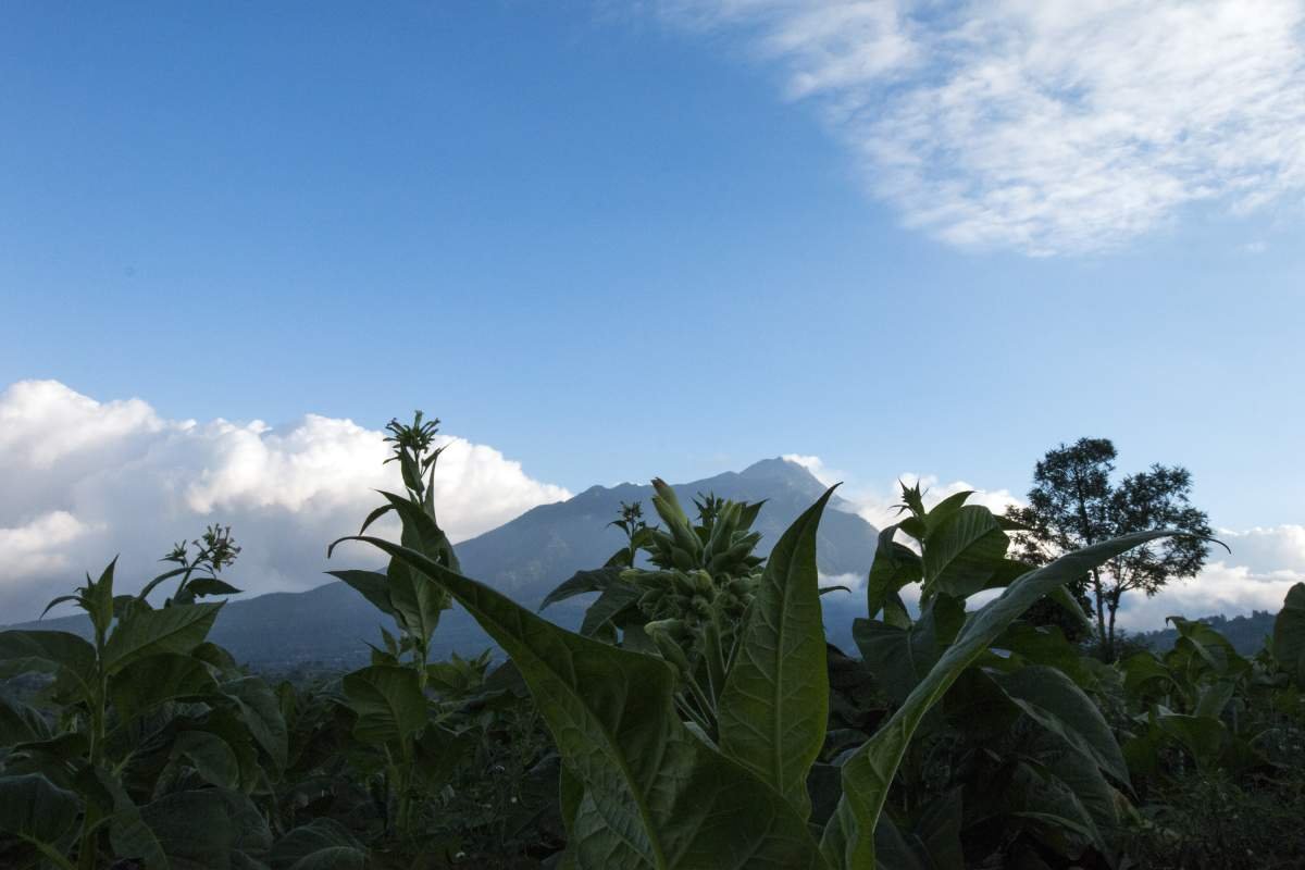 Puncak Tembakau 