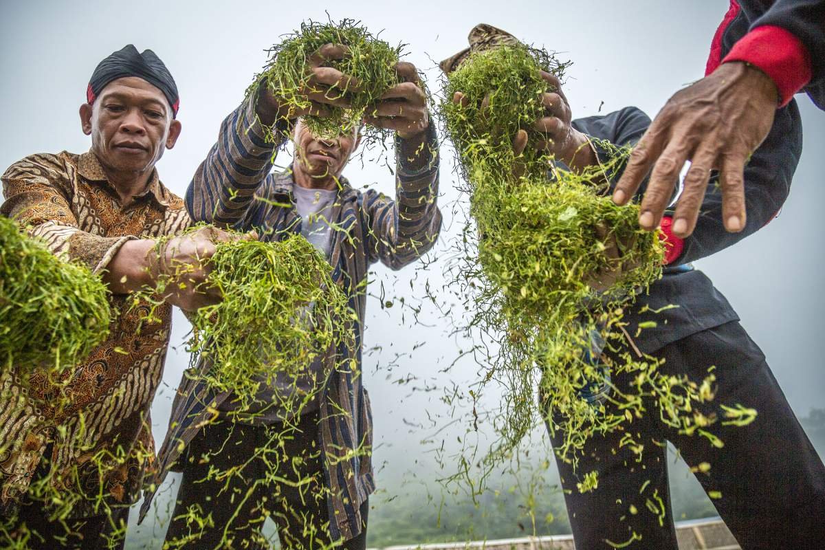 Rajangan tembakau dianginkan