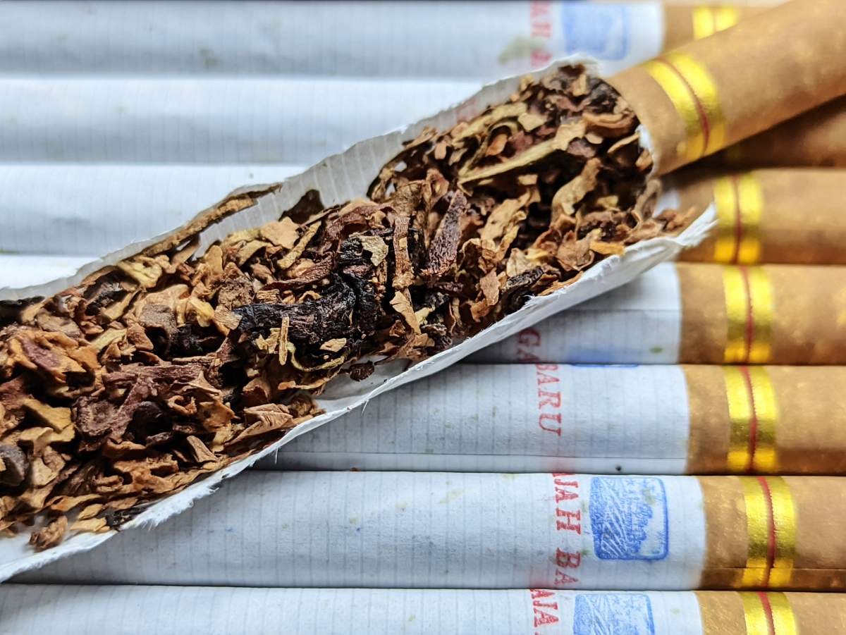 rajangan tembakau rokok gajah baru