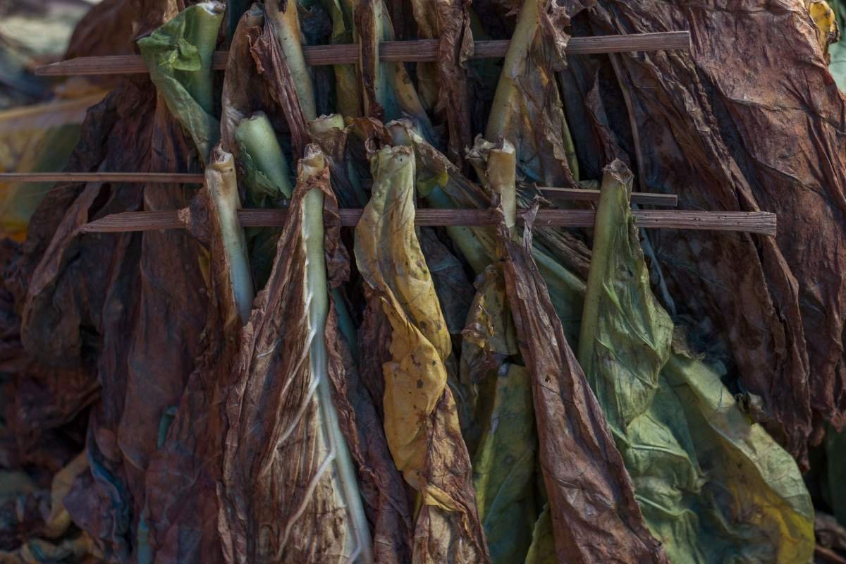 rangkaian Tembakau kasturi dalam Sujen 