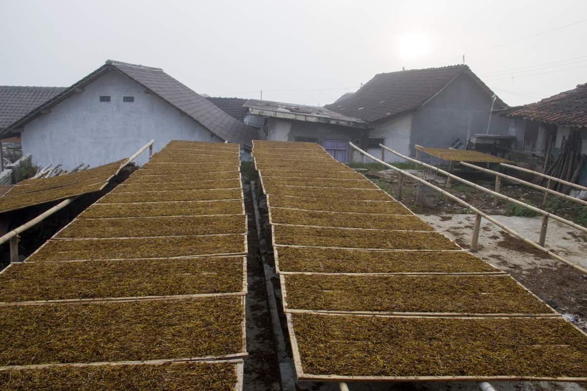 Rigen di dak rumah petani tembakau di lereng Sumbing