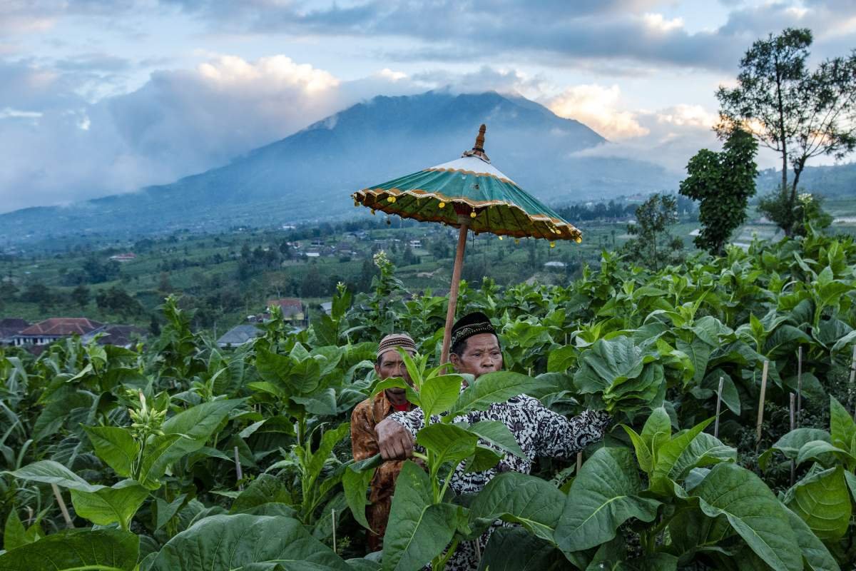 Ritual Menjelang Musim Petik di Lereng Gunung Merbabu