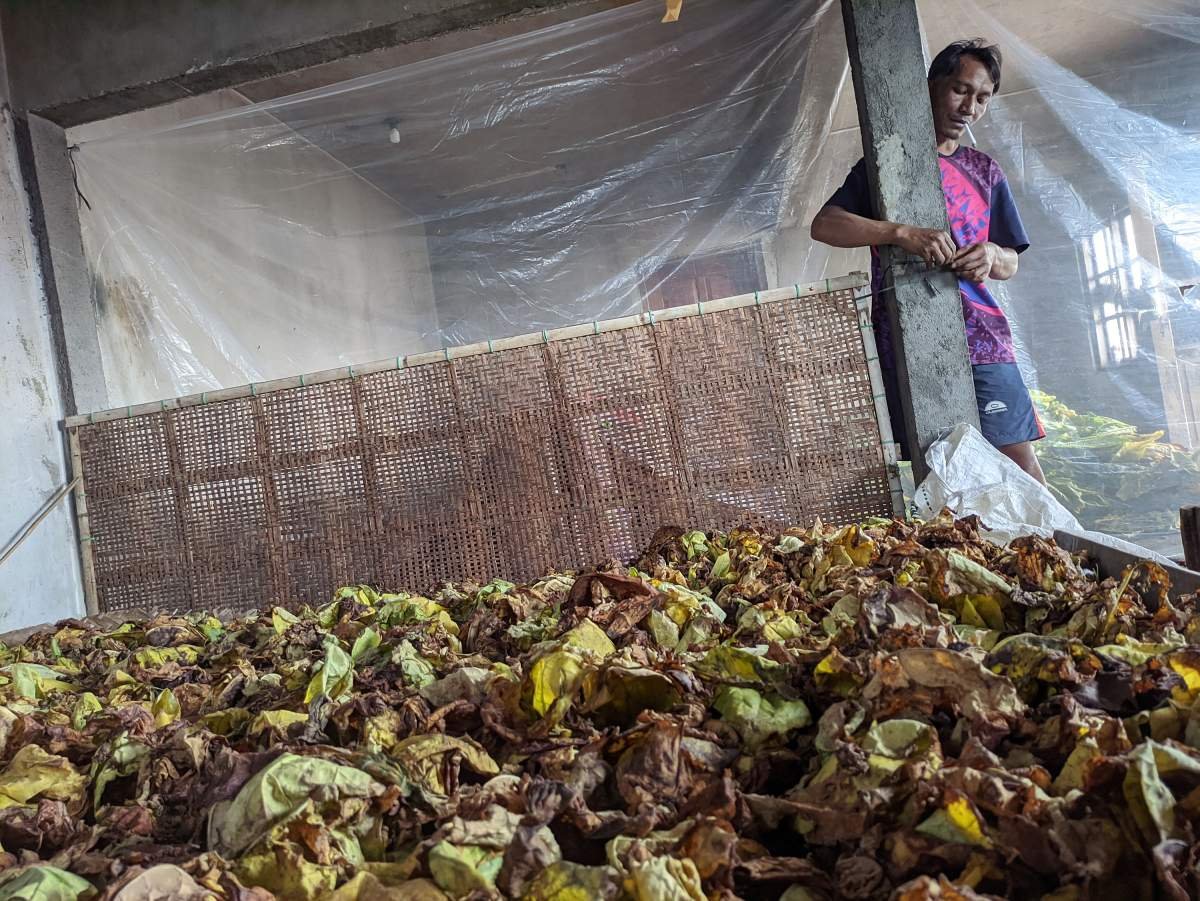 Ruang Peram Daun Tembakau