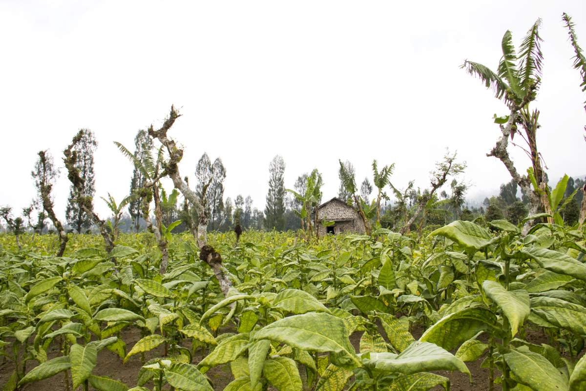 Rumah Batu di tengah ladang tembakau