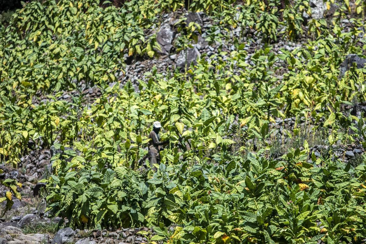 Sangit, petani tembakau di Lamuklegok, memetik daun tembakau saat panen raya
