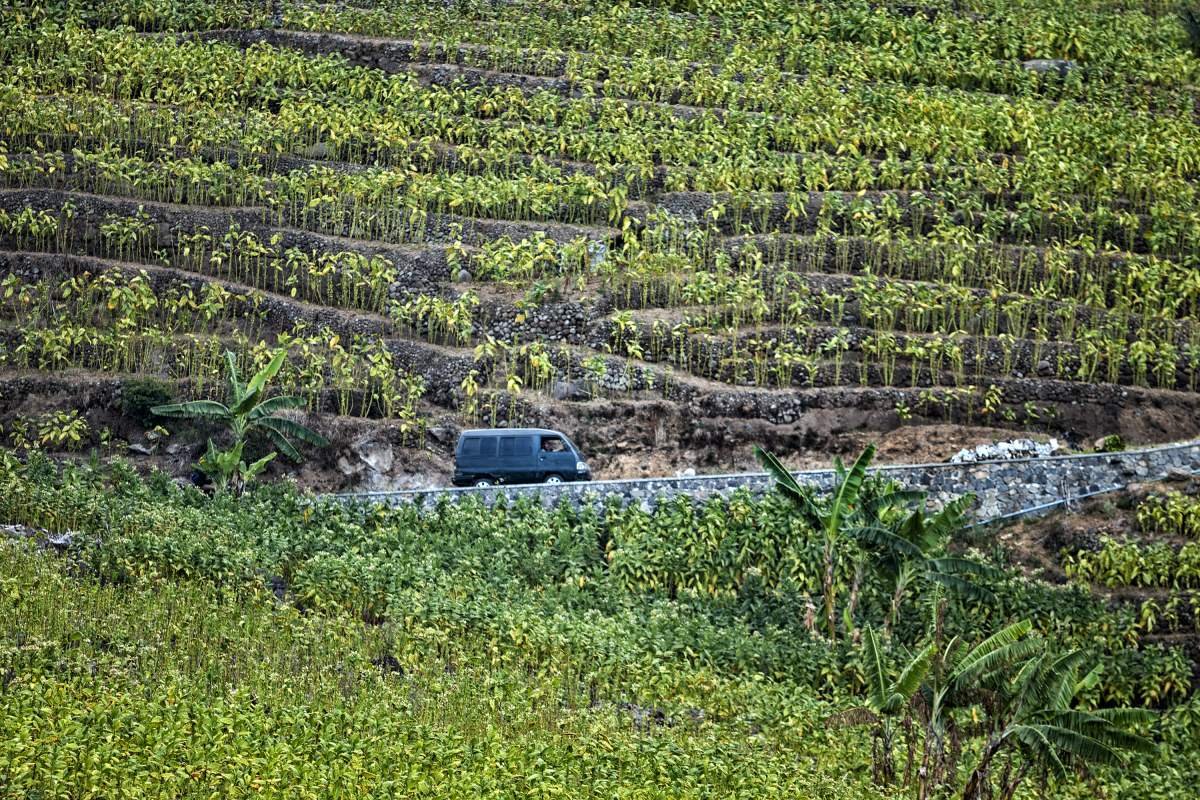 sebuah pick up melintasi ladang tembakau di lereng gunung sumbing