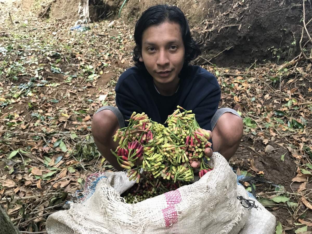 Segenggam Cengkeh di Tangan fawaz