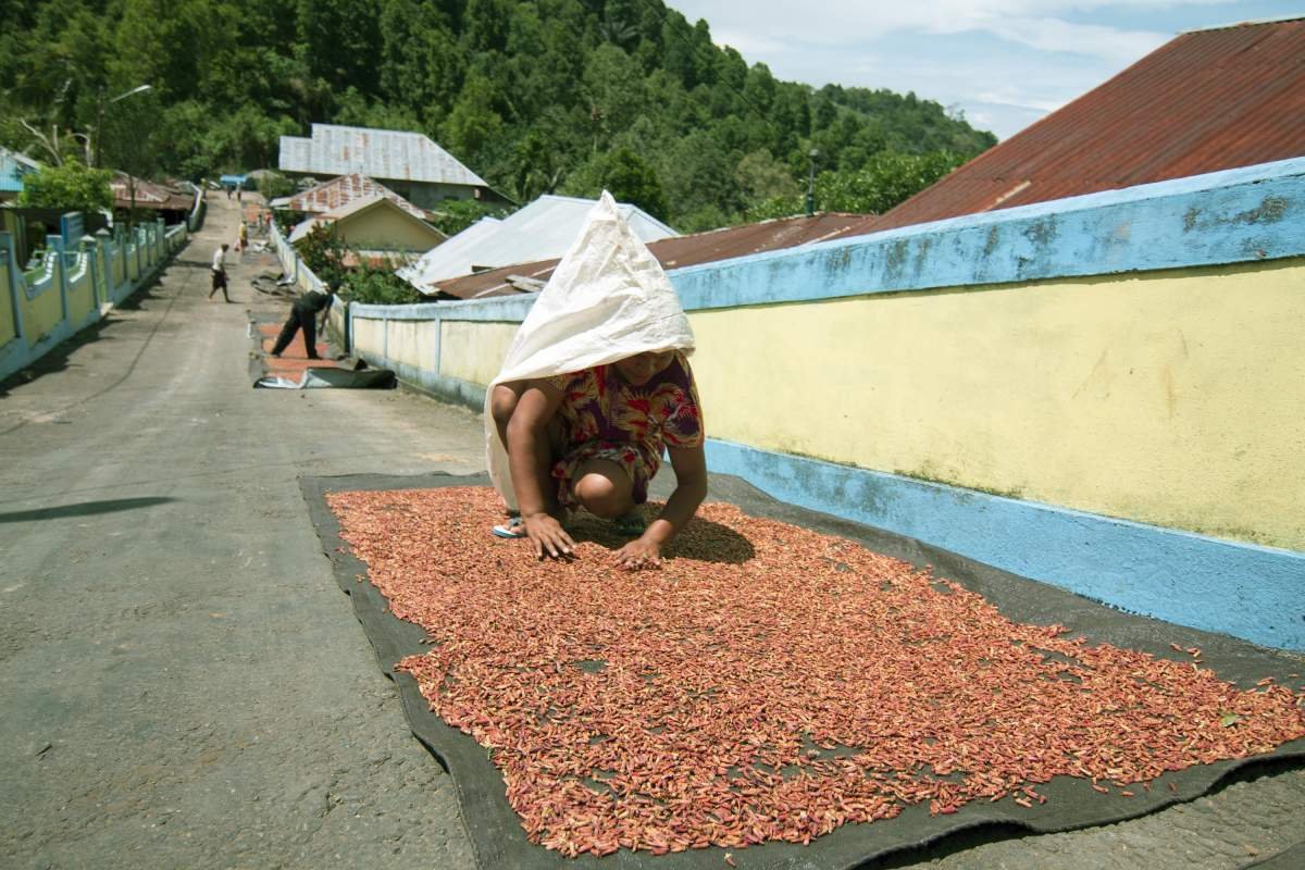 Seorang Ibu menjemur cengkeh di desa Gurubunga, Maluku