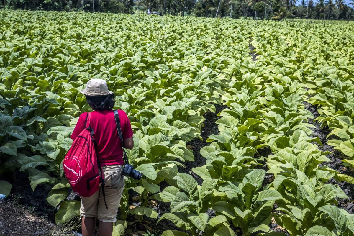 Seorang perempuan fotografer usai memotret ladang tembakau di Desa Lekor, Lombok