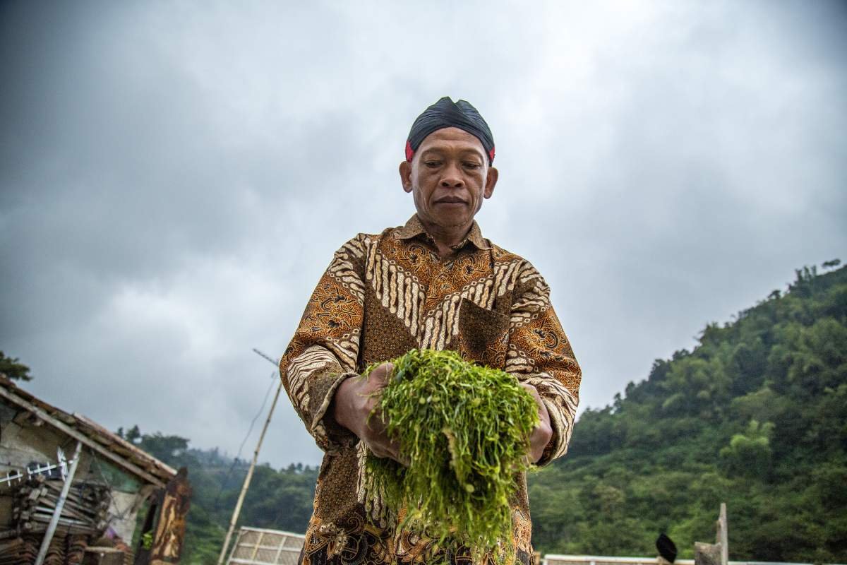 Seorang petani menunjukkan rajangan tembakau dari Dusun Potorono, Temanggung