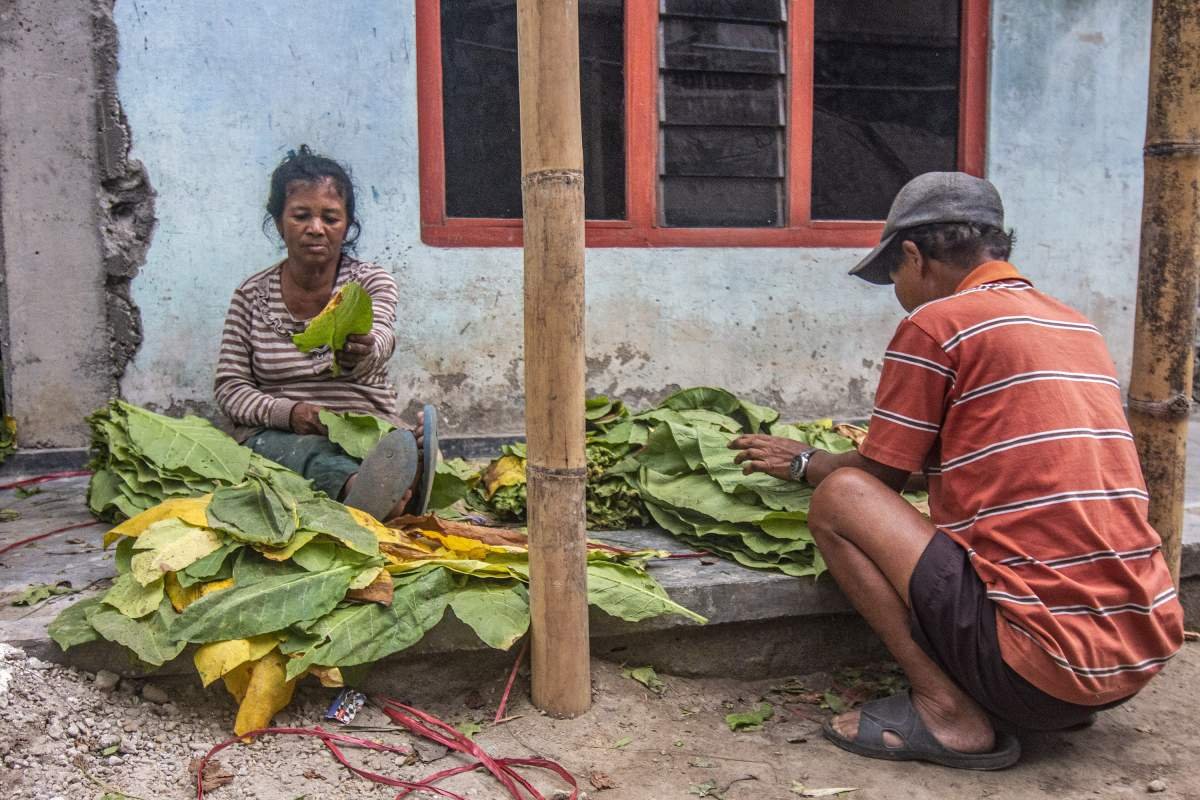 sepasang petani tembakau di boyolali