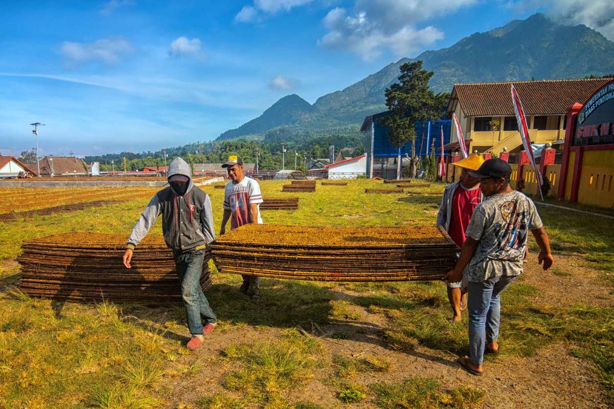 Setelah Menjemur Tembakau