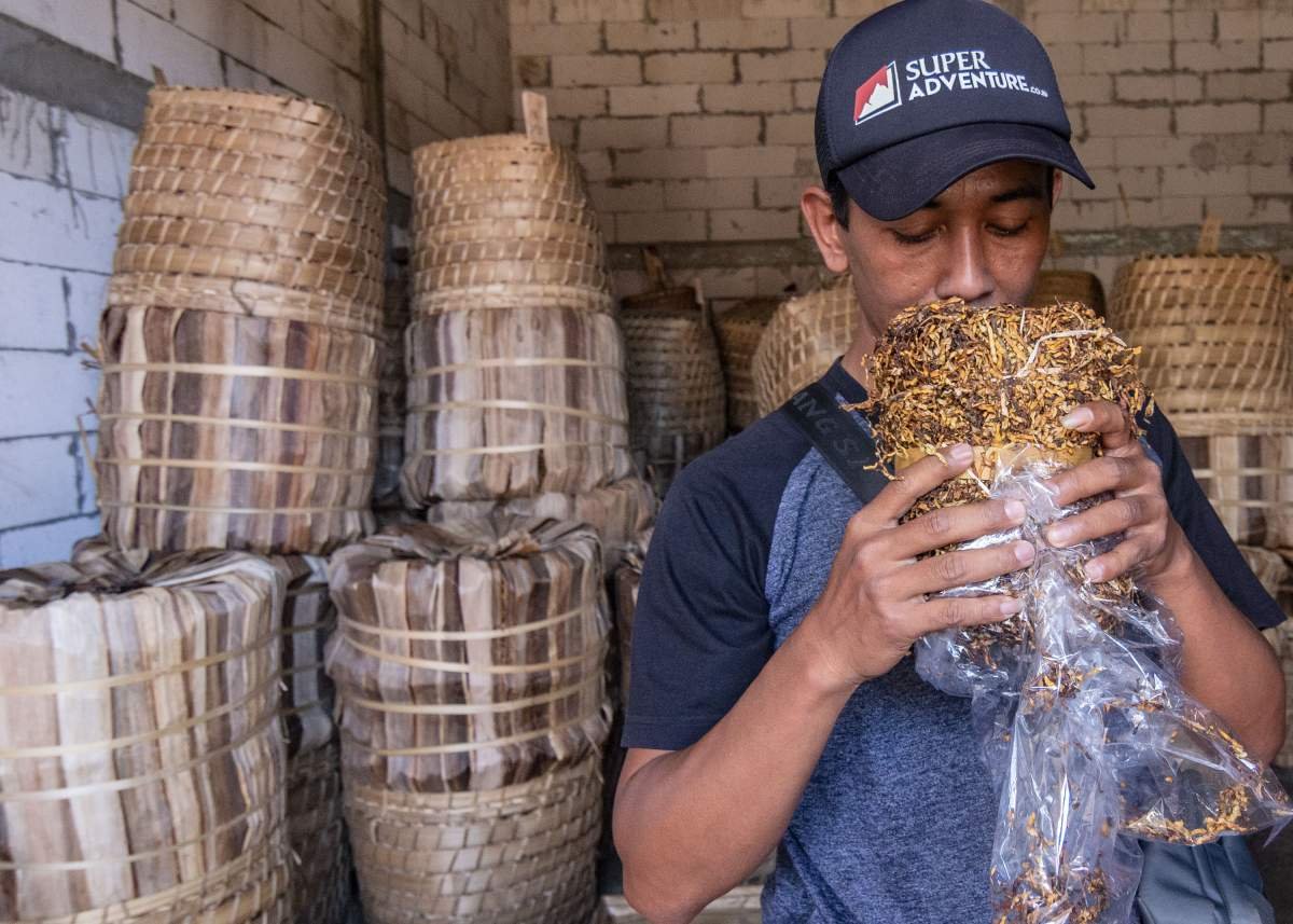 Sumedi Mencium Aroma Tembakau Sebelum Dikirim Ke Pabrik Rokok